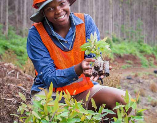 Ellepot planting